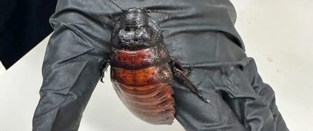 Over 100,000 cockroaches seized in record bug bust